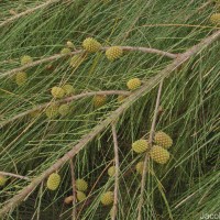 Casuarina equisetifolia L.